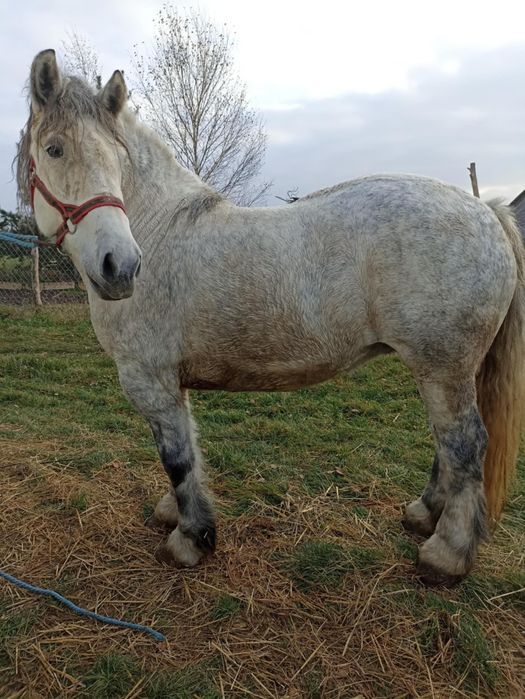 Kobyła szpaczka siwa