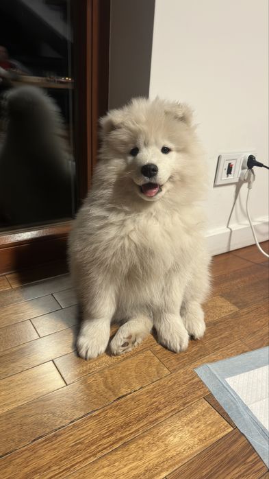 Asta suczka - szczeniak Samoyed - gotowa do odbioru
