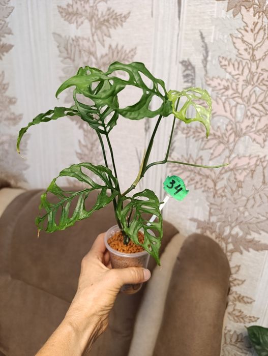 Монстера Peru,Филодендрон Мамей, Эмеральд Рэд вариегатний