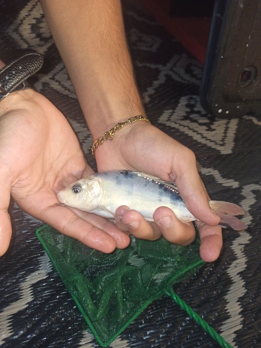 Carpas e cometas peixes