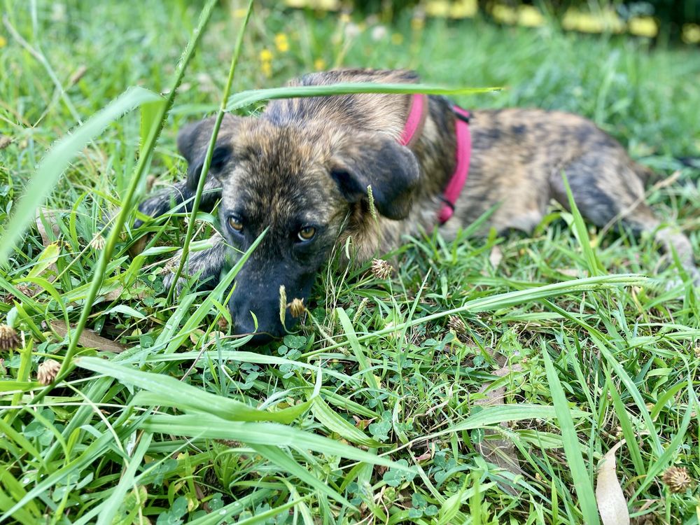 Cachorro porte grande