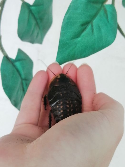 Таргани Мертва голова або Голова мерця На Корм