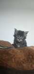 Maine coon kotka kocurek
