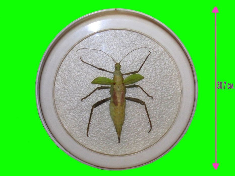Палочник Heteropteryx dilatata