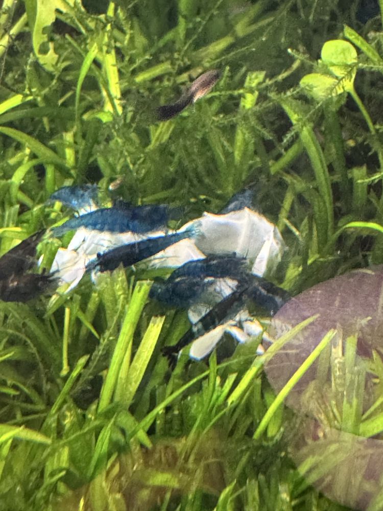 Neocaridinas Blue