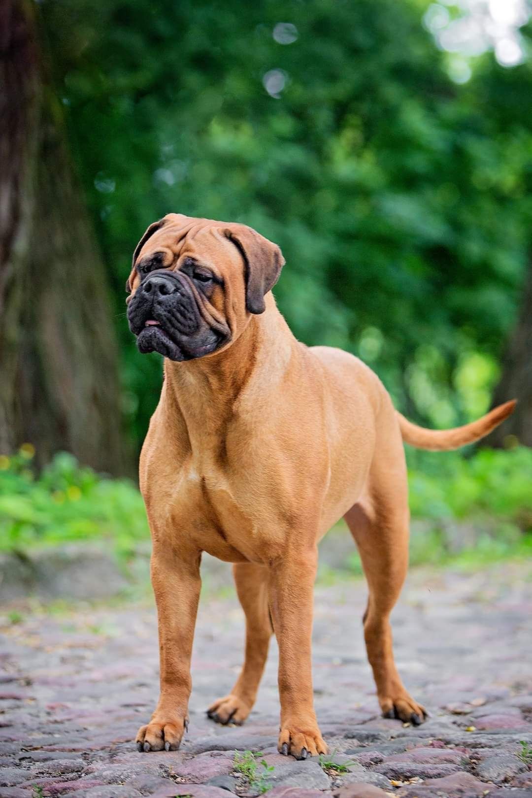 Bullmastiff - zapowiedź szczeniąt
