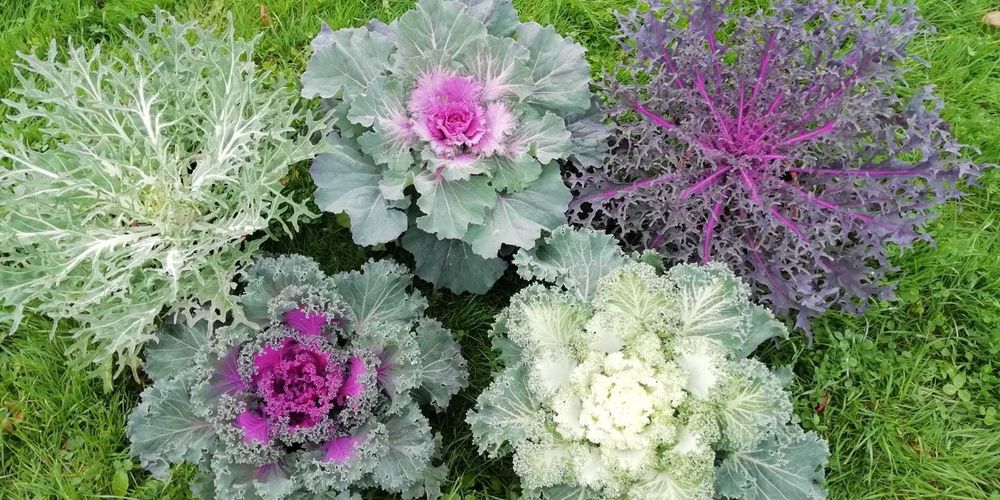 Kapusta ozdobna nie chryzantema