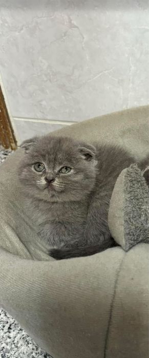 Gatinha scottish fold