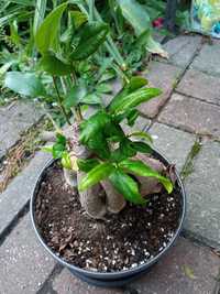 Roslinka Ficus bonsai