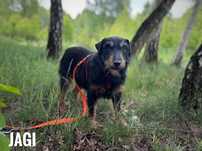 3 letni terrier niemiecki mix, adopcja