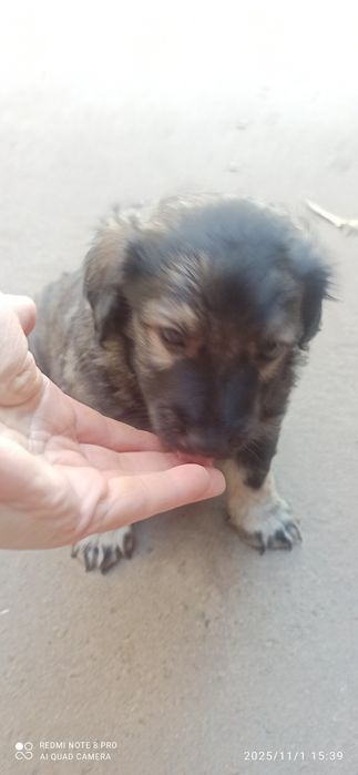 Віддаю цуценя такси метис