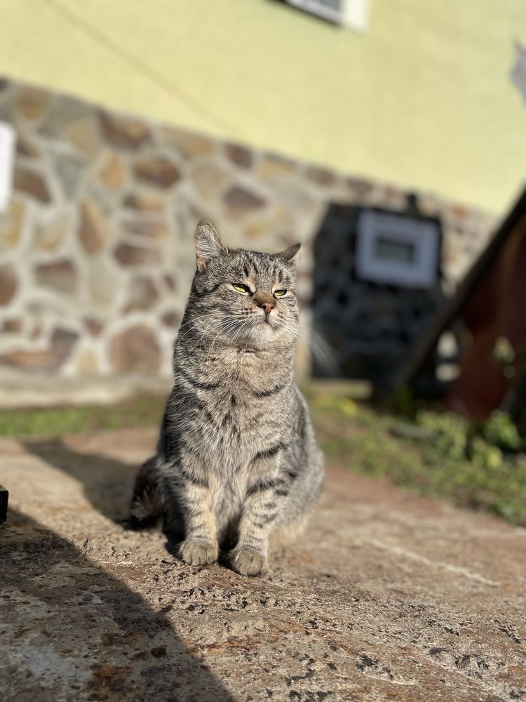 Котик в добрі руки