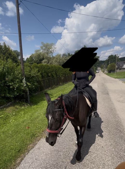 Sprzedam lub zamienie  Klacz śląska