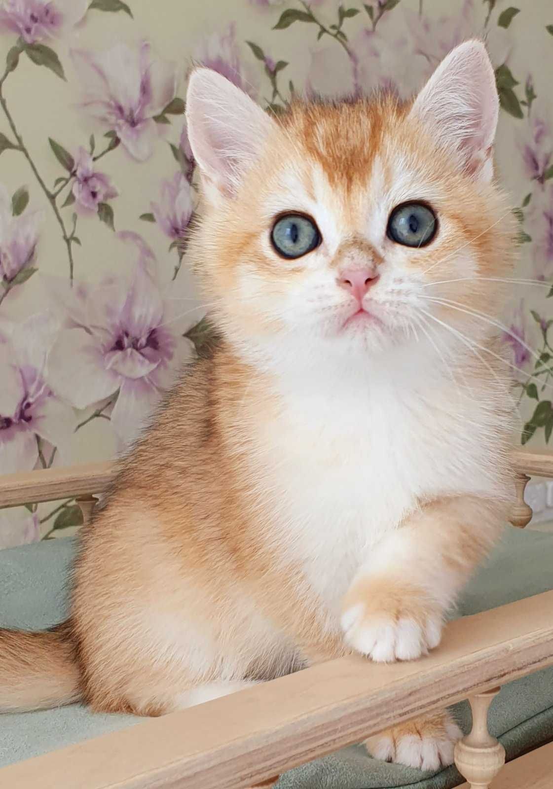 Золотий завуальований Британський котик Фокс