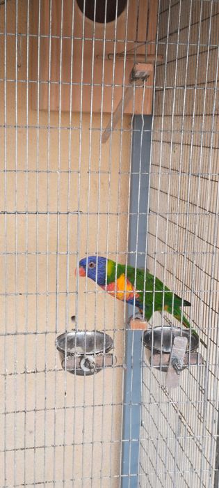 Varias aves de meio porte