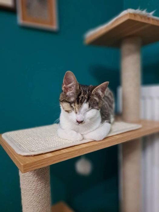 Niewidoma Calineczka – mała wojowniczka, która zawalczyła o życie