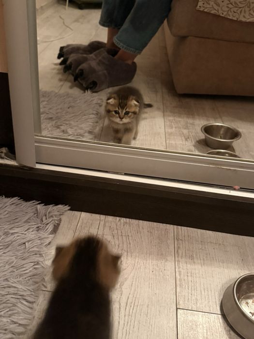 Шотландська золота шиншила кошенята