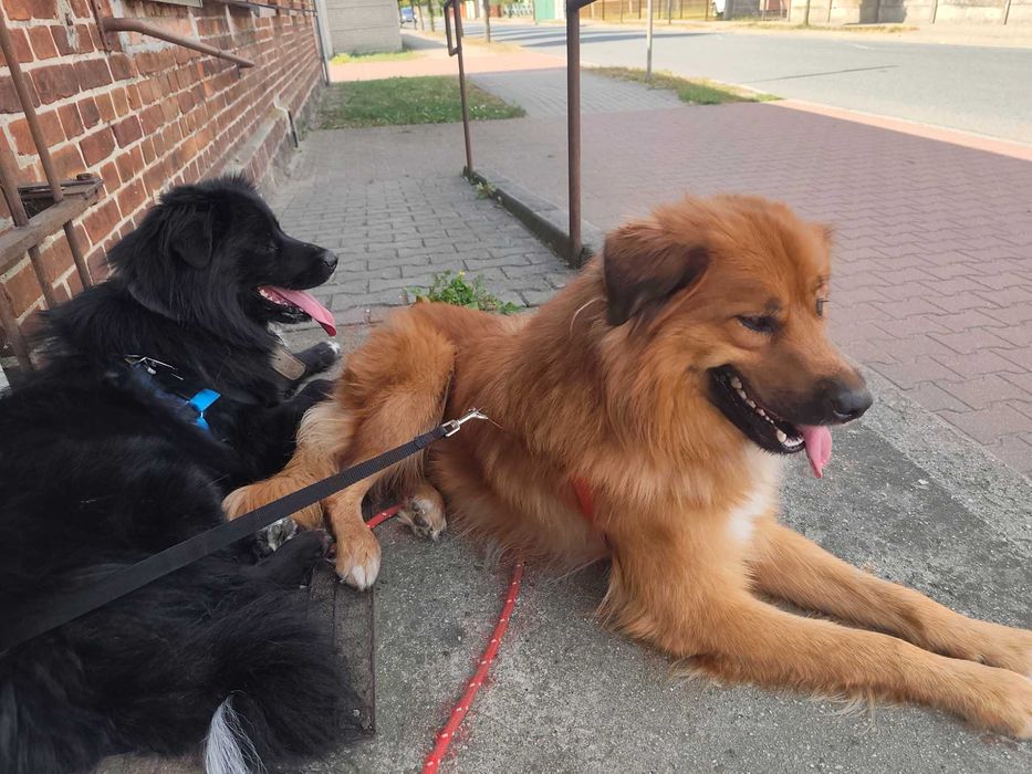 Zaginięcie pieska o imieniu Tofik