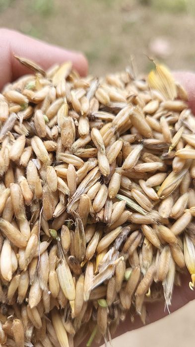 Owies nagi bezłuskowy