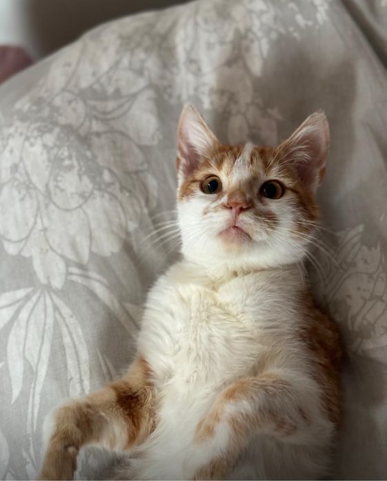 Piotruś i Wercia. Rodzeństwo wyrzucone jak śmieci