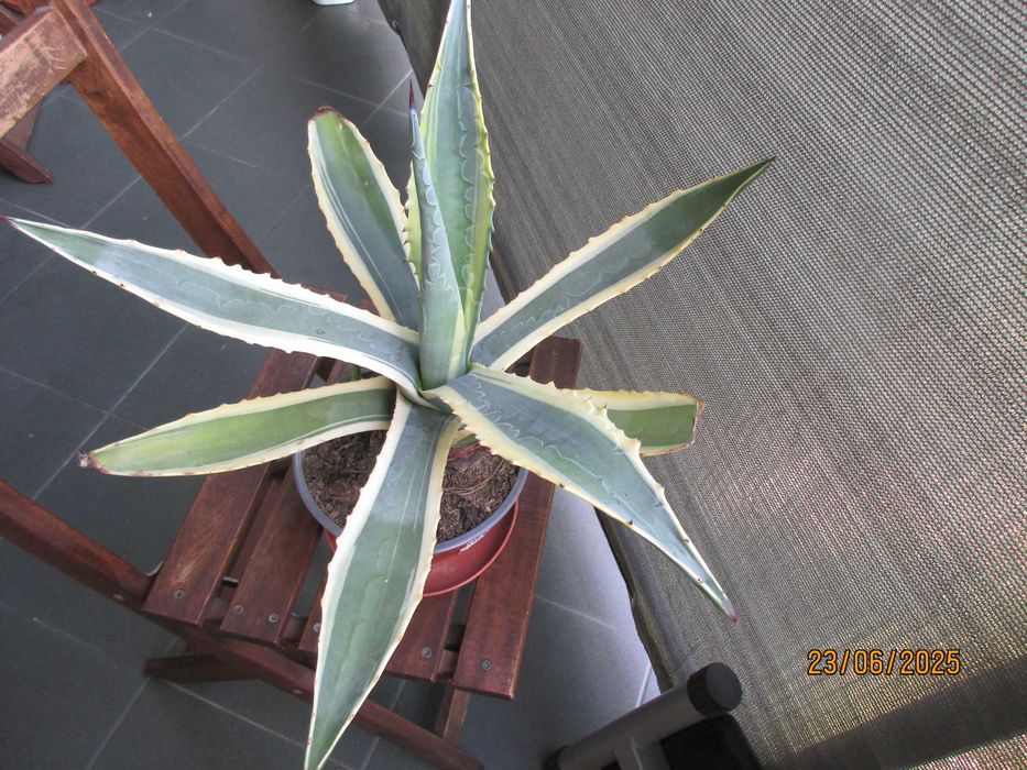 Kaktusy Agawa -  piękne -  polecam 3 rodzaje