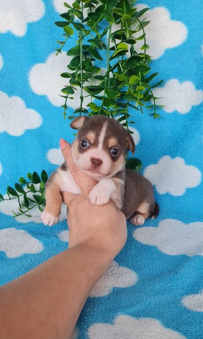 Excecional mini menino Chihuahua/Chiuaua de Qualidade,LinhagemRussa