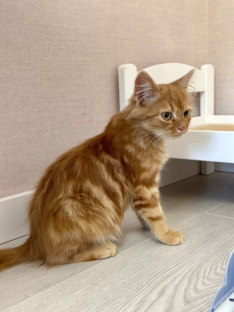 Котик* вік 3-4 місяці * шукає сімʼю