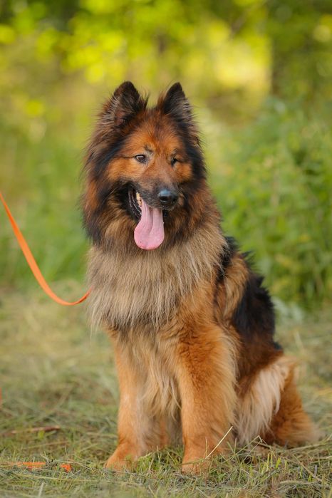 Rocky , około 5 letni owczarek do adopcji z fundacji