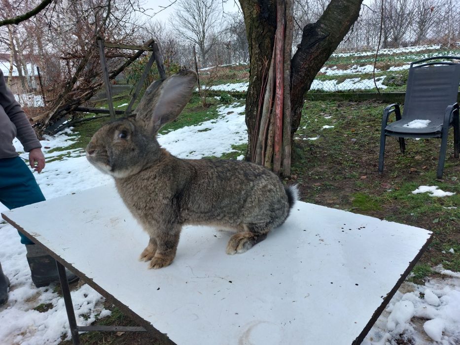 Sprzedam samce belga olbrzyma