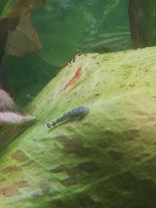 Młode zbrojniki niebieskie