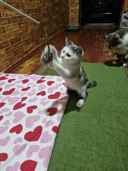 Котенок и мама кошка стерилизованная