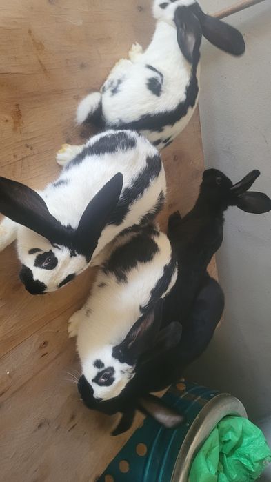 Sprzedam srokacze niemieckie