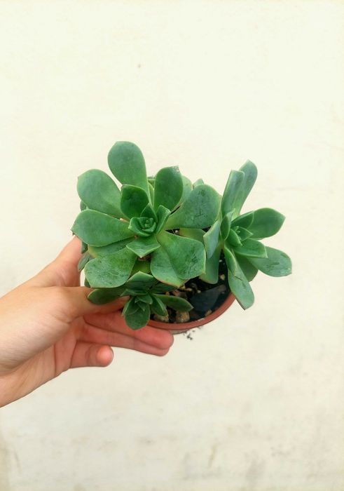 Suculenta Aeonium verde