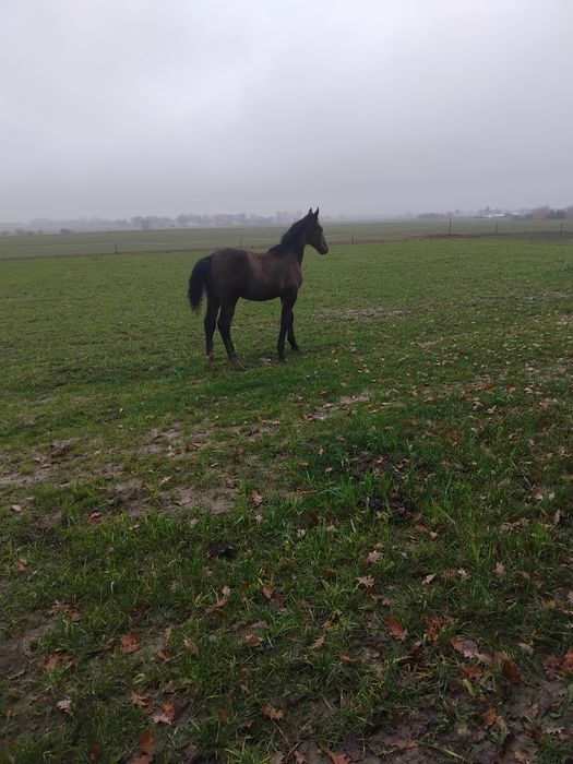 Ogierek Śląski szpak