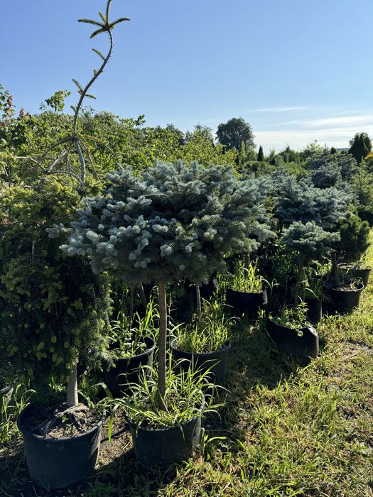 Świetk sczepiony na nodze Glauca Globosa