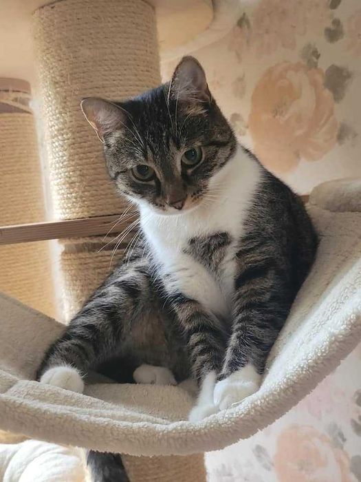 Nunu - kotka z problemami nie może znaleźć domu