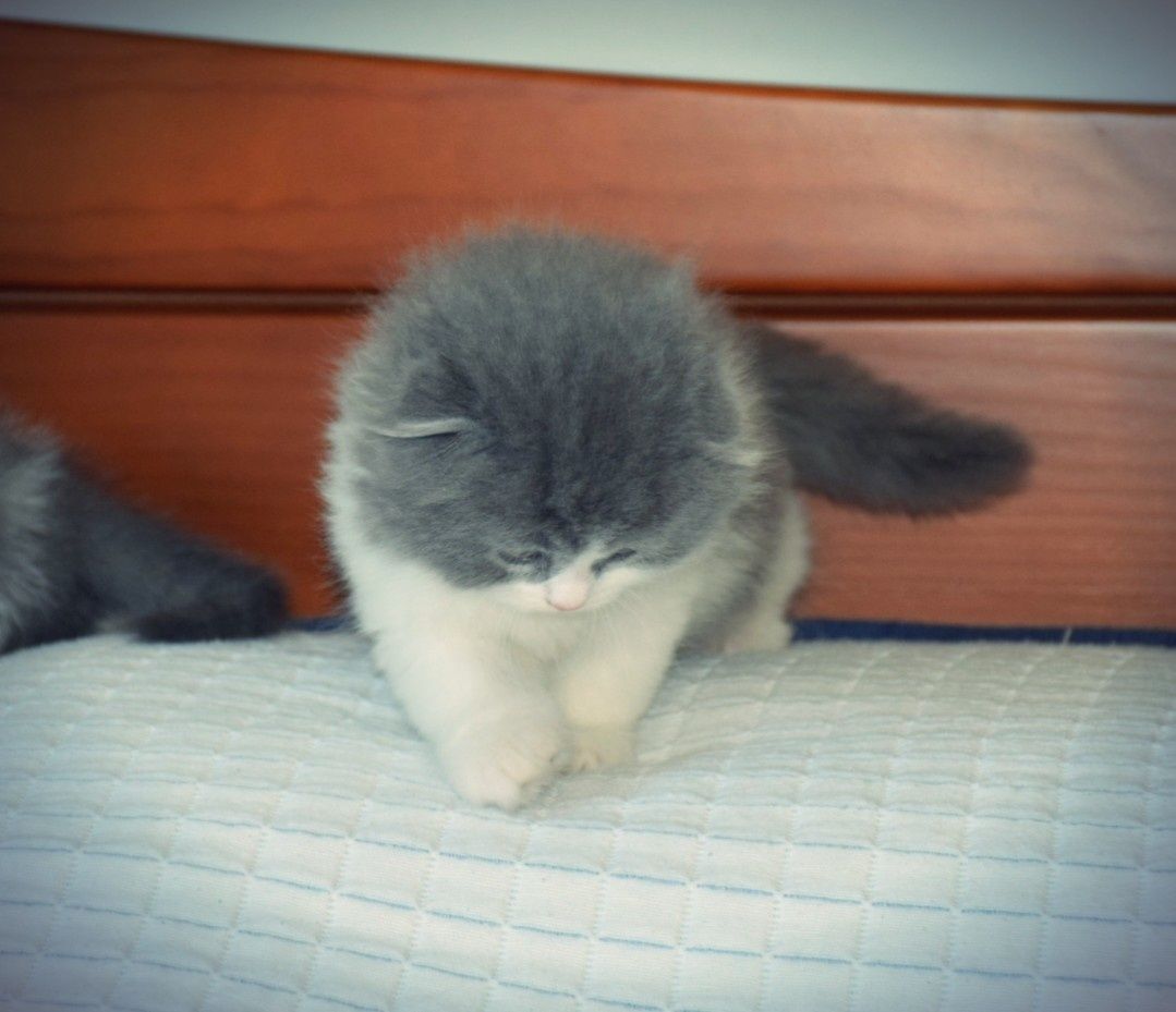 Scottish Fold Macho