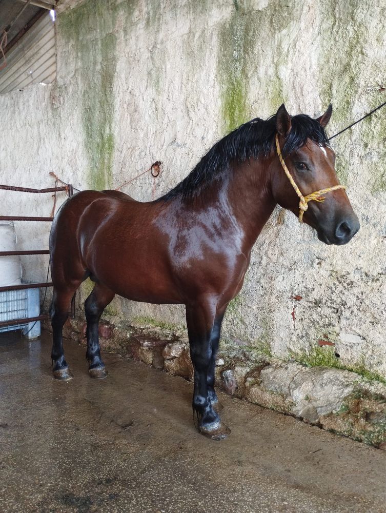 Breton 2 anos manso