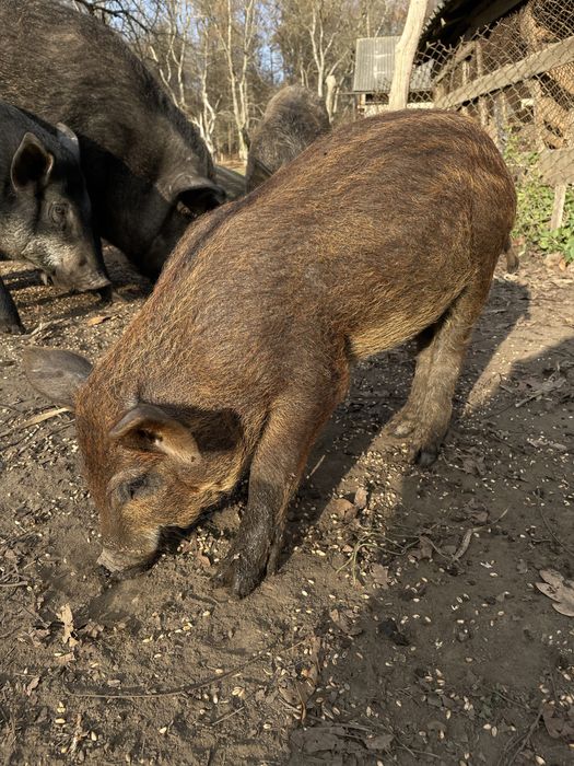 Терміново!!! Чистокровні Поросята Пухова Мангалиця