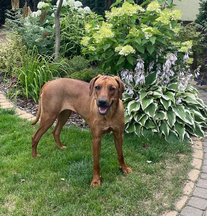 Rhodesian Ridgeback Likwidacja Hodowli Niewystawowa suczka ZKwP