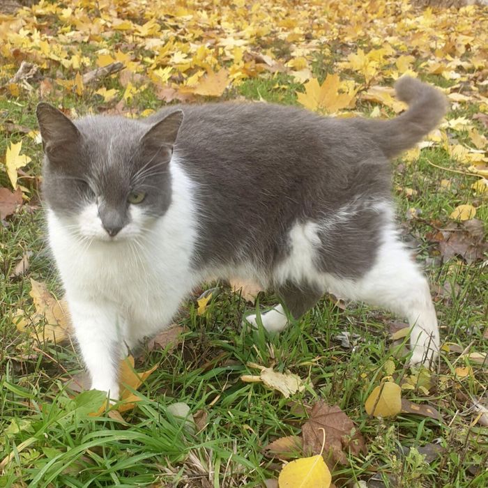 Киця з одним оком! Допоможіть врятувати