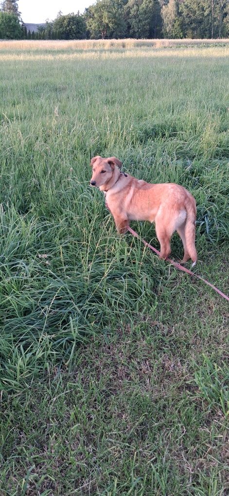 Oddam szczenięta do adopcji mix labradorow