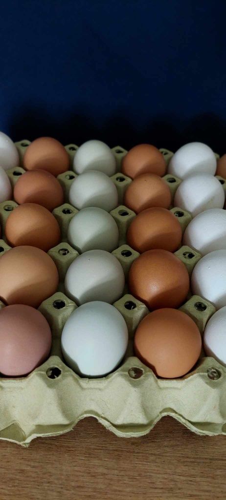 Jajka z własnej hodowli, zielone, białe itd