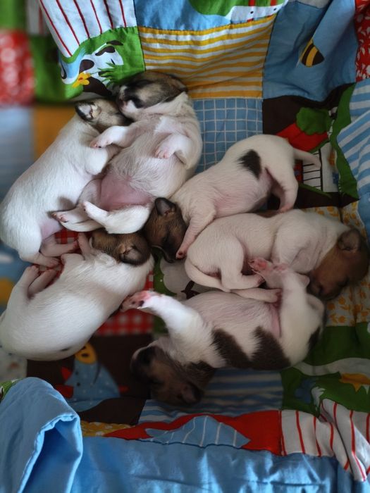 Джек-рассел-тер'єр