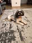 Shih tzu 2 lata pies