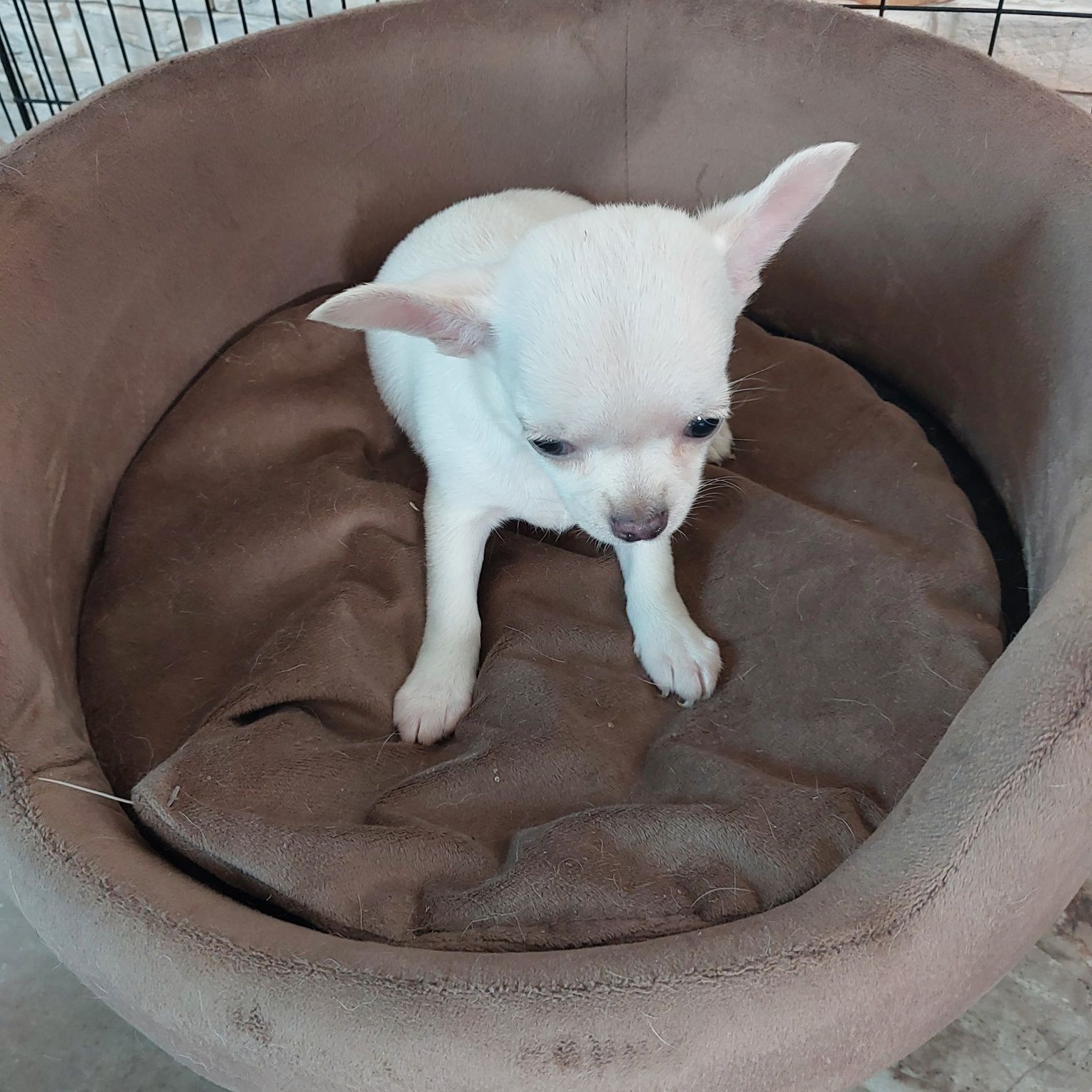 Śliczna suczka chihuahua z rodowodem