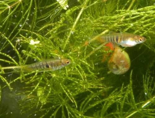 Drobnotka Nadobna Neoheterandria elegans miniaturowa rybka