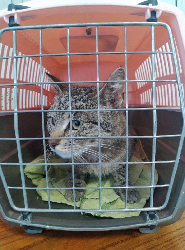 Perełka felv+ pilnie szuka domu na całe życie!