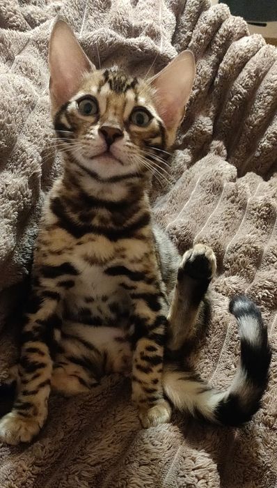 Бенгальська кішка, кошеня бенгала 3міс хлопчик