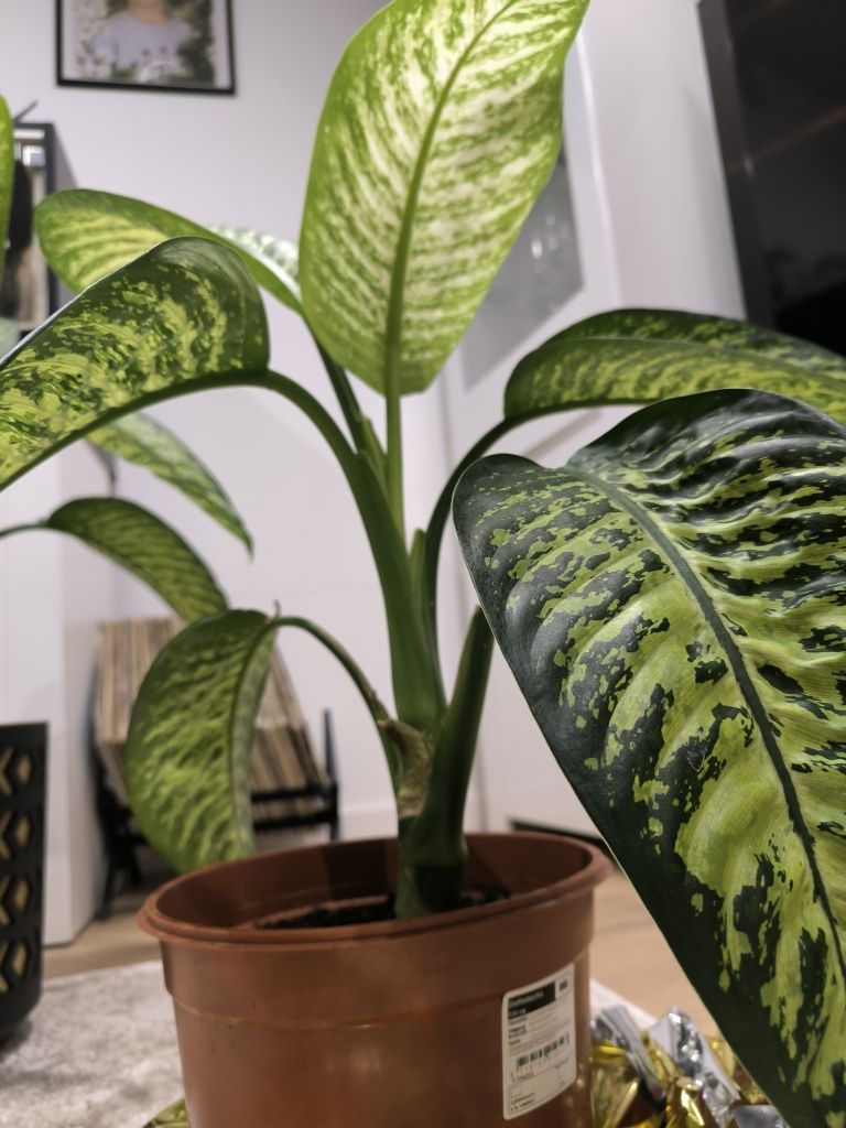 Difenbachia 'tropic snow' kwiat domowy doniczkowy, nie monstera, super